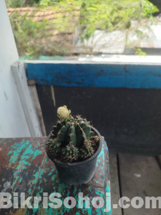 Moon Cactus